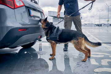 drug dog sniffing car
